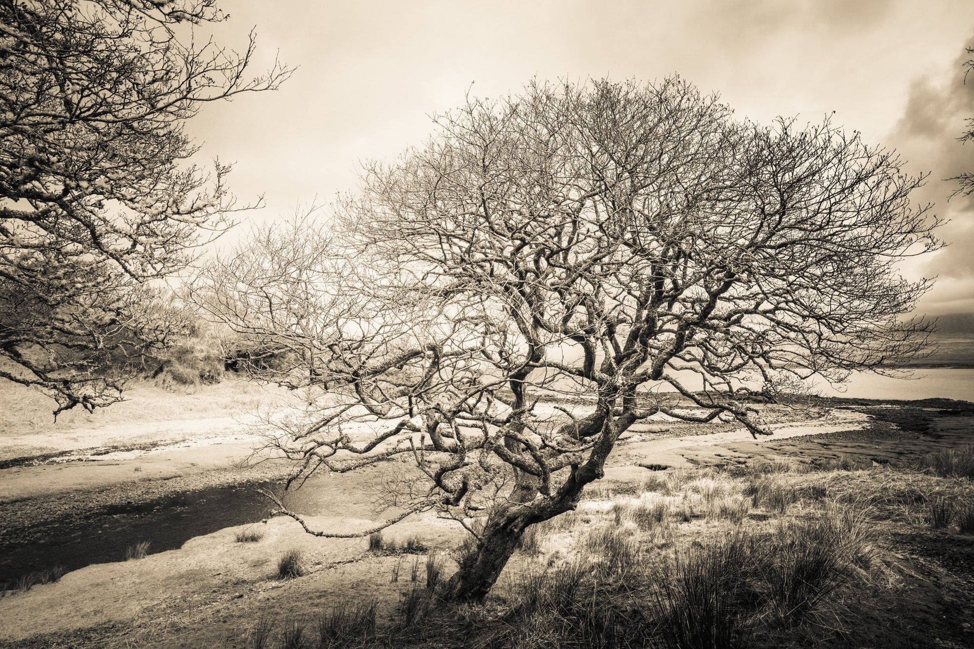 Spindly Tree Margadale River Islay C-Type Print
