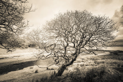 Spindly Tree Margadale River Islay C-Type Print