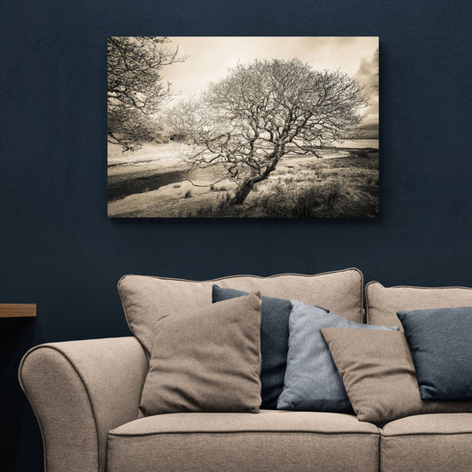 Spindly Tree Margadale River Islay C-Type Print