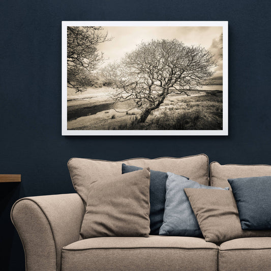 Spindly Tree Margadale River Islay Hahnemühle Photo Rag Print