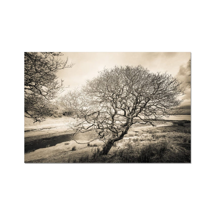 Spindly Tree Margadale River Islay C-Type Print 24"x16" by Wandering Spirits Global