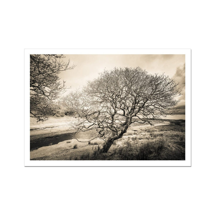 Spindly Tree Margadale River Islay Hahnemühle Photo Rag Print A2 Landscape by Wandering Spirits Global
