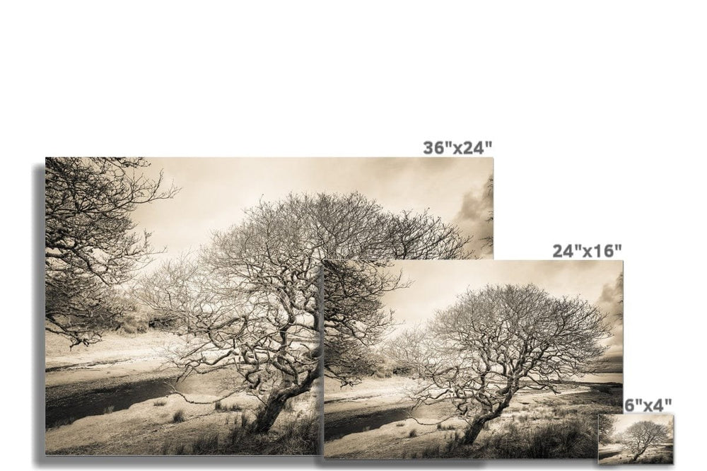 Spindly Tree Margadale River Islay C-Type Print by Wandering Spirits Global