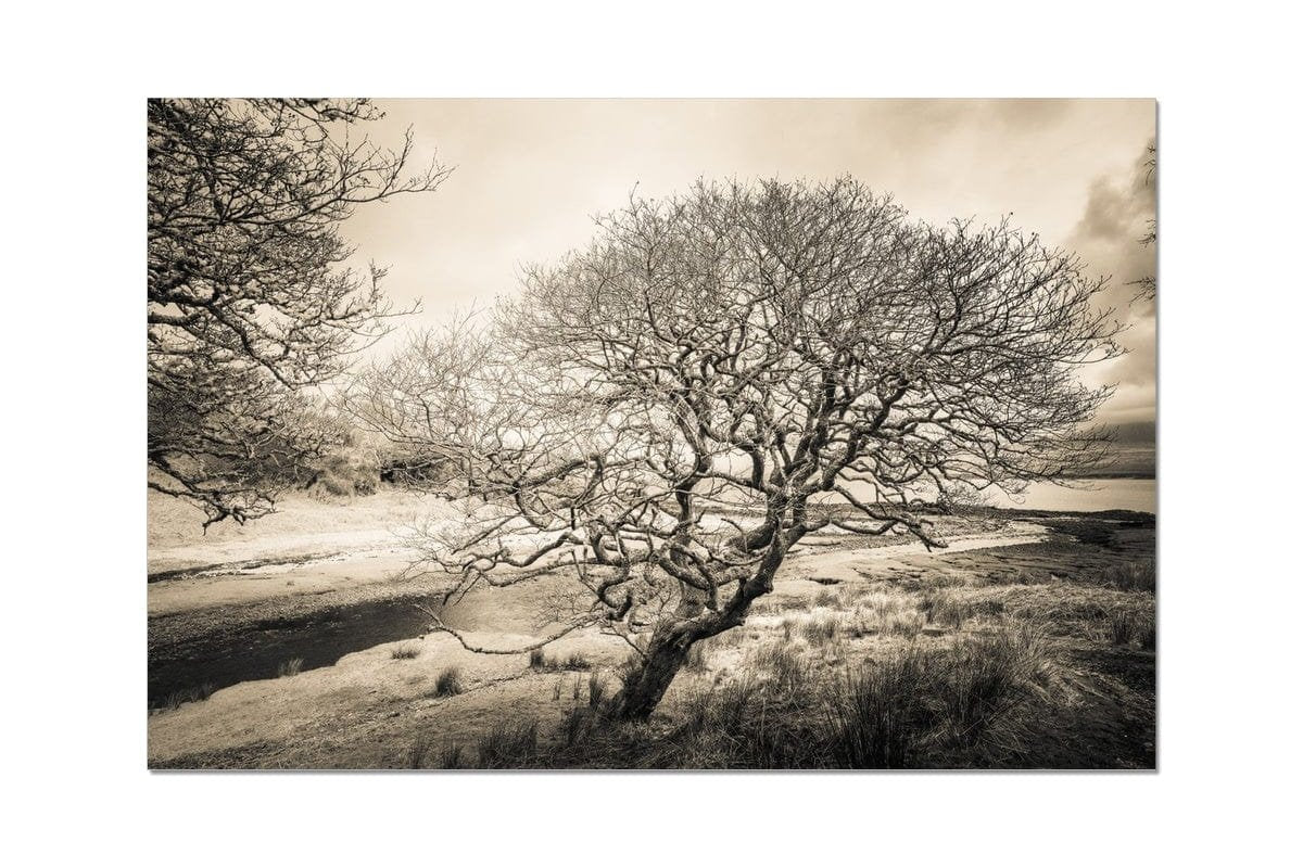 Spindly Tree Margadale River Islay C-Type Print 24"x16" by Wandering Spirits Global