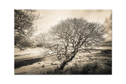 Spindly Tree Margadale River Islay C-Type Print 24"x16" by Wandering Spirits Global