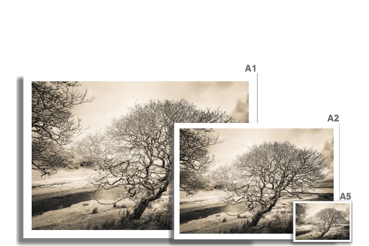 Spindly Tree Margadale River Islay Hahnemühle Photo Rag Print by Wandering Spirits Global